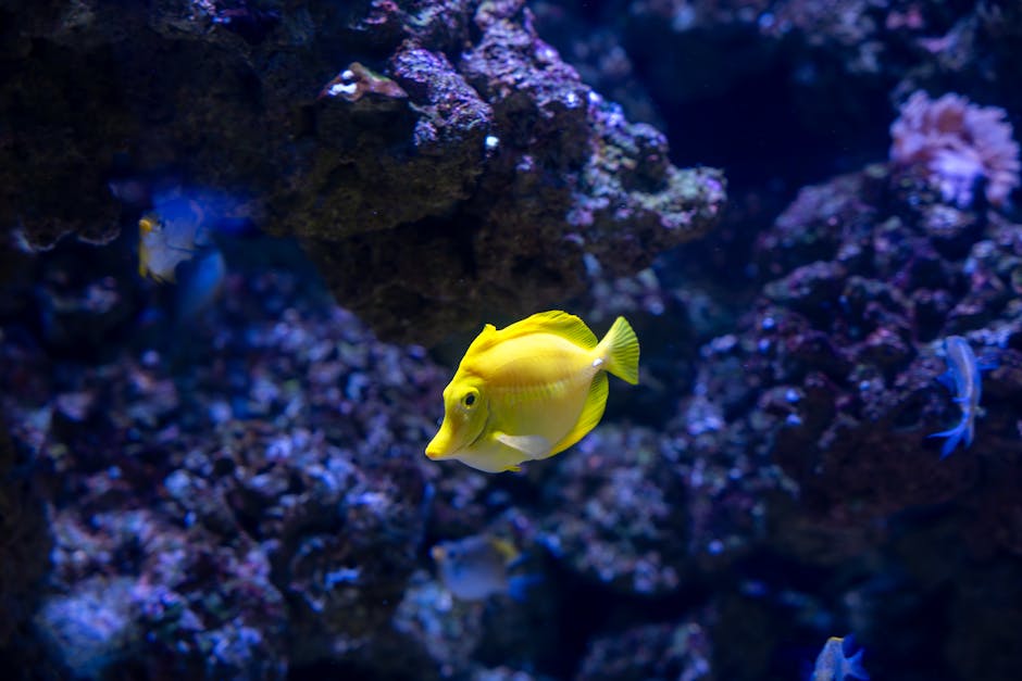 A vibrant yellow fish with a laterally compressed body and elongated snout swimming among dark purple and brown coral rocks in an aquarium. The background features various other smaller fish, some blue and white, swimming near the coral formations. The lighting highlights the fish's bright coloration and the textured surfaces of the rocks and coral, creating a dynamic underwater scene suitable for illustrating fish transport or packing during home relocation, as offered by Man with a Van Kingston Vale, in the context of house removals and moving services.